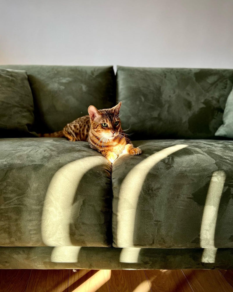 Le chat de Etienne In Paris sur son canapé Baker velours vert